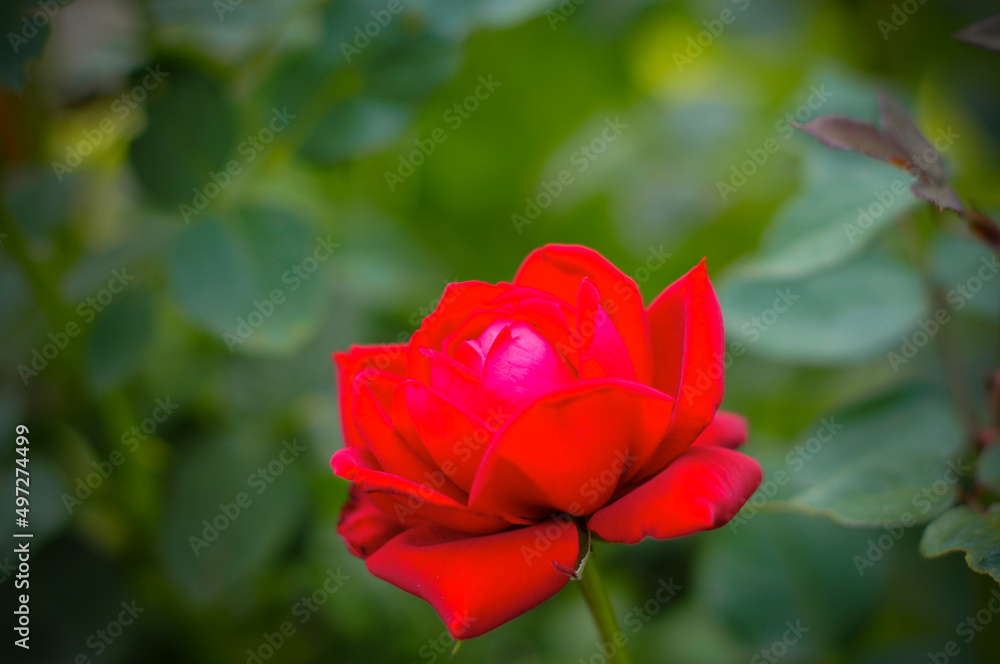 beautiful red rose in the garden. Happy mother's day greeting card, happy birthday with place for text. Growing flowers in the garden