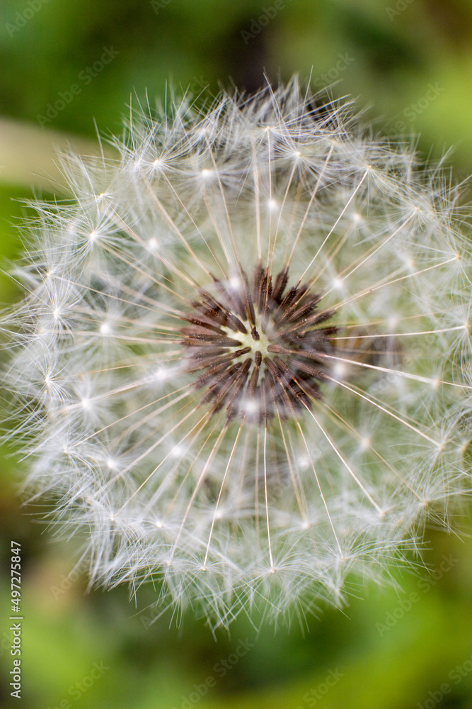 White fluffy dandelion flower on green sunny background White fluffy dandelion flower on green sunny background