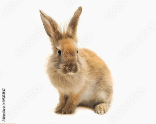 Young fluffy rabbit on a white background. Isolated