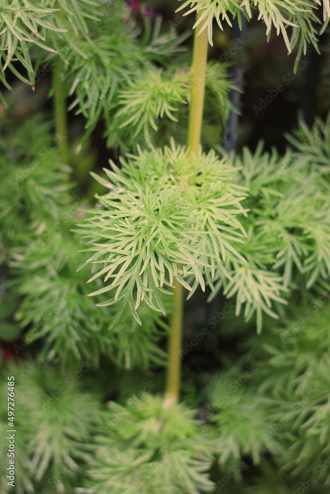 green plant growing in the meadow