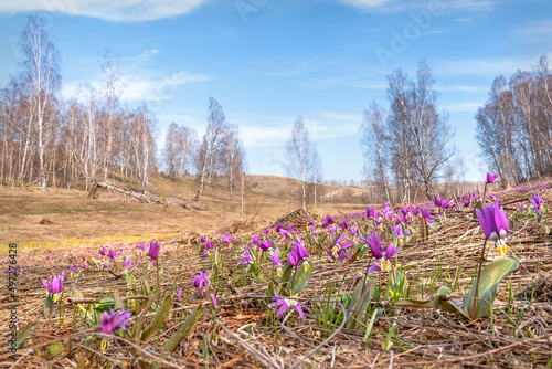 dogtooth violet wild flowers magenta spring erythronium meadow photo