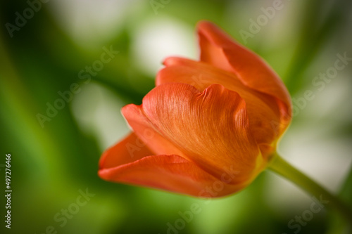 beautiful red tulip. close-up of a flower. 