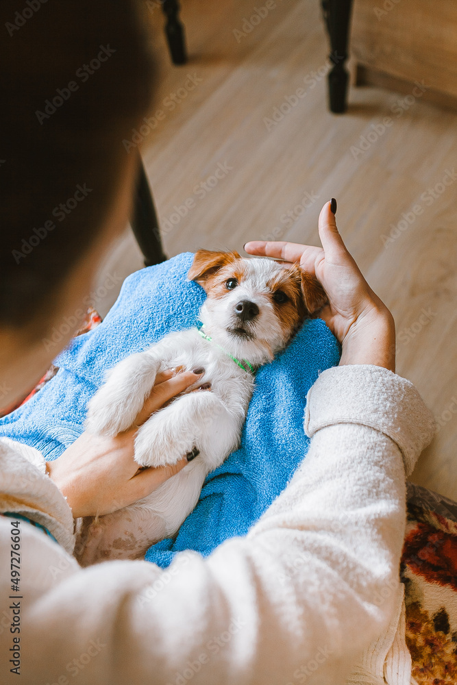 Jack Russell Terrier puppy in the arms of a man. Very cute little white dog lies Jack Russell Terrier puppy in the arms of a man. Very cute little white dog lies