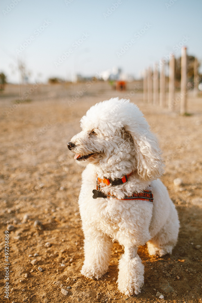Happy white poodle. Summer photo pet dog Happy white poodle. Summer photo pet dog