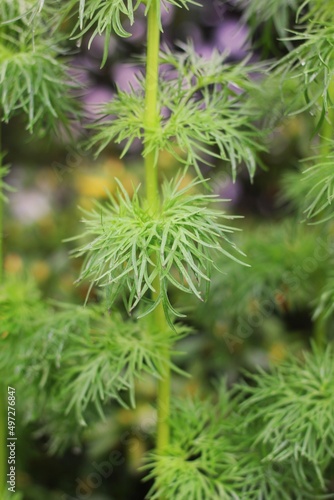 beautiful green plant