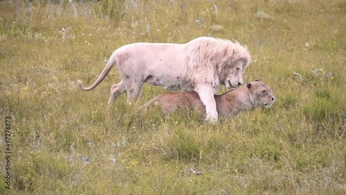 A white lion mating with a lioness. Mating games of lions. Mating season for lions.