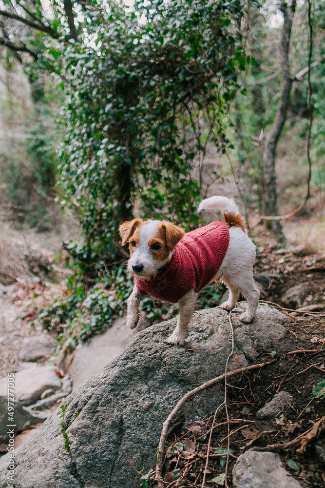 The dog walks in the forest. Jack Russell Terrier in a sweater (clothing) The dog walks in the forest. Jack Russell Terrier in a sweater (clothing)