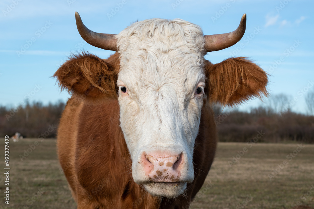 Naklejka premium Close up front view of cows head in pasture in February.
