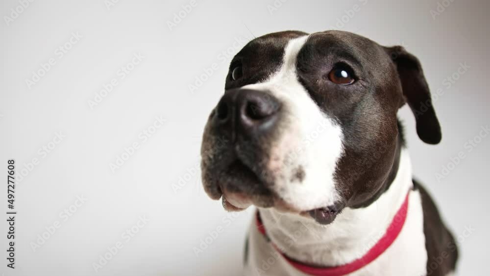 black and white bulldog with opened mouth looking up studio shot medium shot grey background pet dog concept . High quality 4k footage black and white bulldog with opened mouth looking up studio shot medium shot grey background pet dog concept . High quality 4k footage