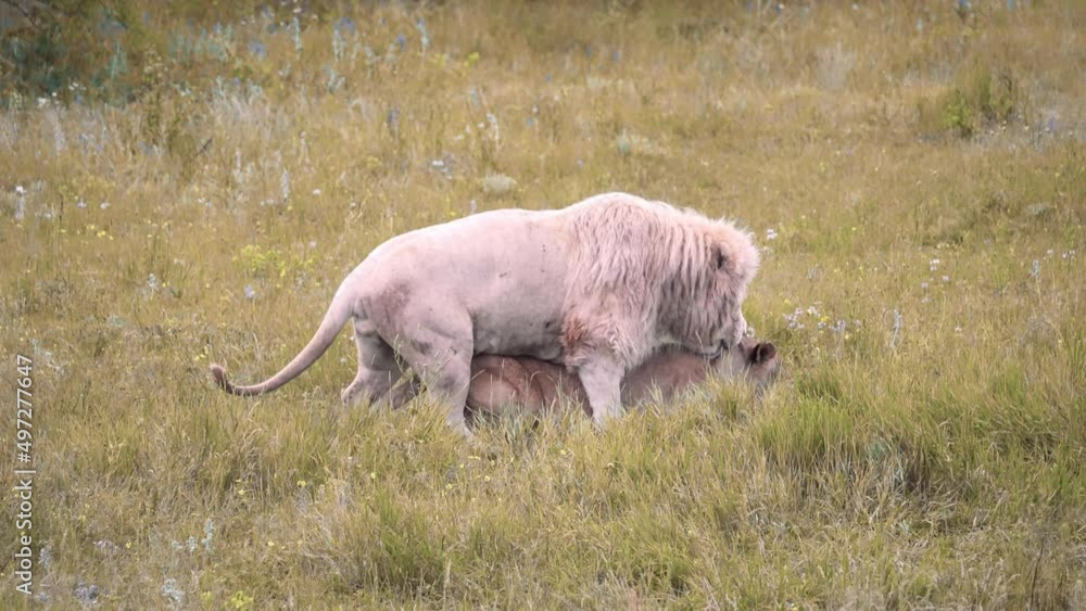 A white lion mating with a lioness. Mating games of lions. Mating season for lions. A white lion mating with a lioness. Mating games of lions. Mating season for lions.