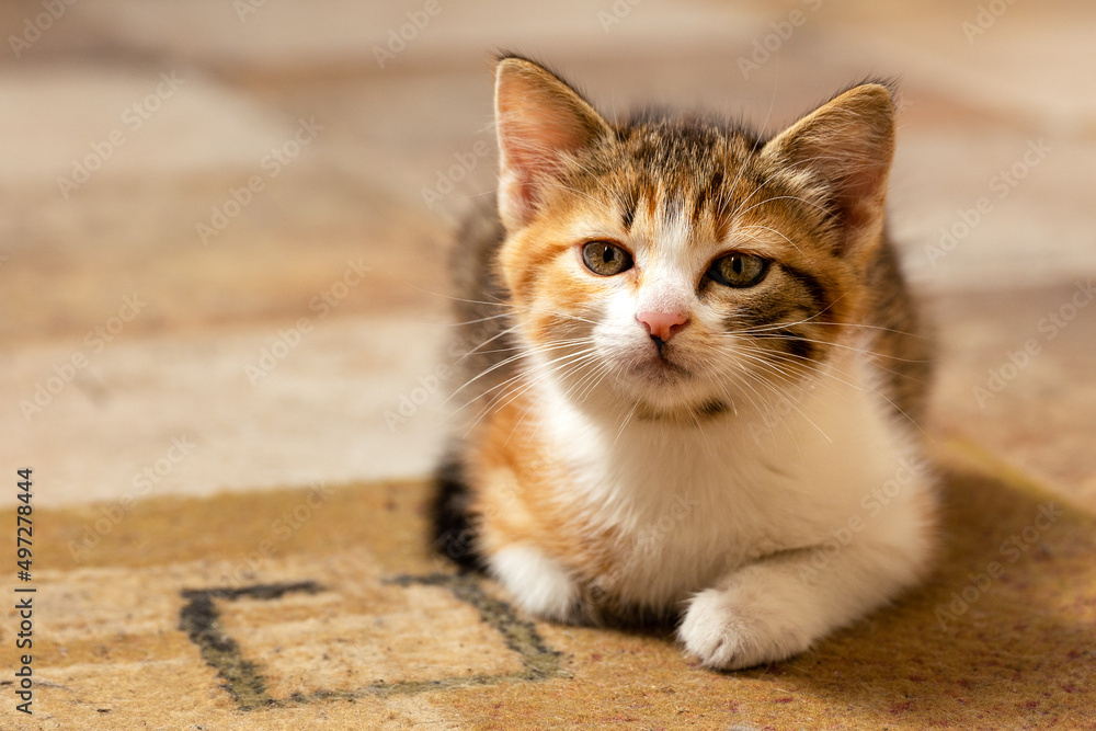 A small red kitten lies on the carpet. Close-up