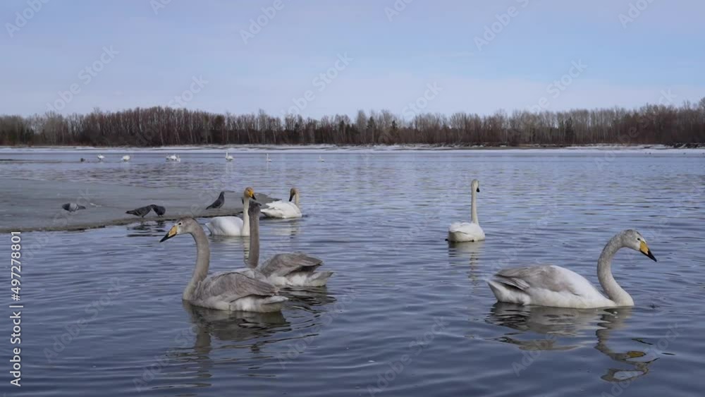 beautiful white swans swim on the pond. wild birds in the habitat beautiful white swans swim on the pond. wild birds in the habitat
