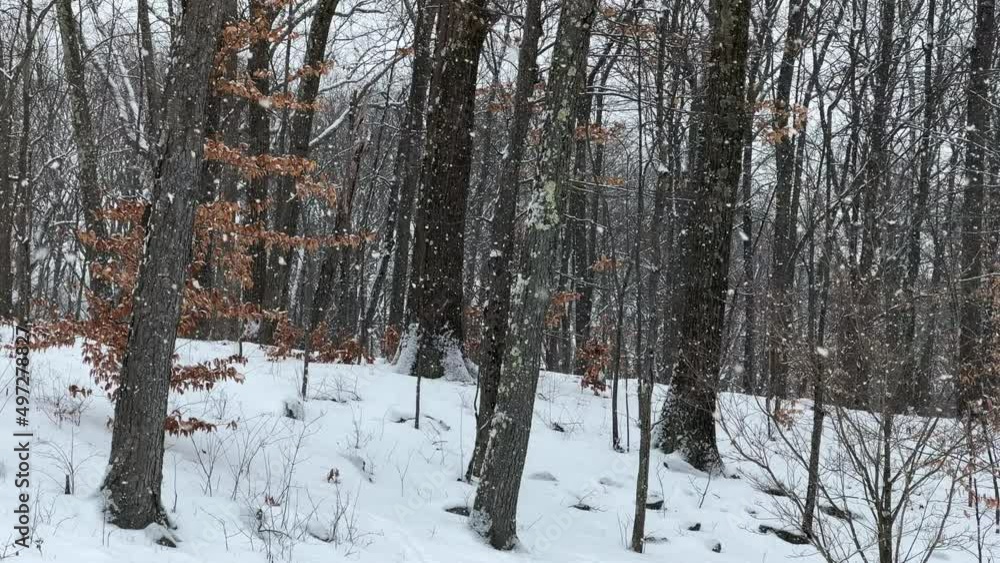 Snow steadily falls among barren trees Snow steadily falls among barren trees