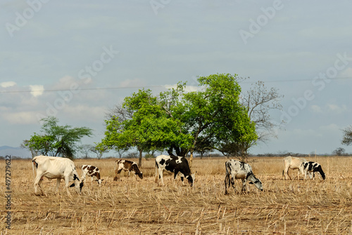 Cattle grazing in the dry season in the Caatinga biome in Uirauna, Paraíba, Brazil on October 16, 2011. © Cacio Murilo