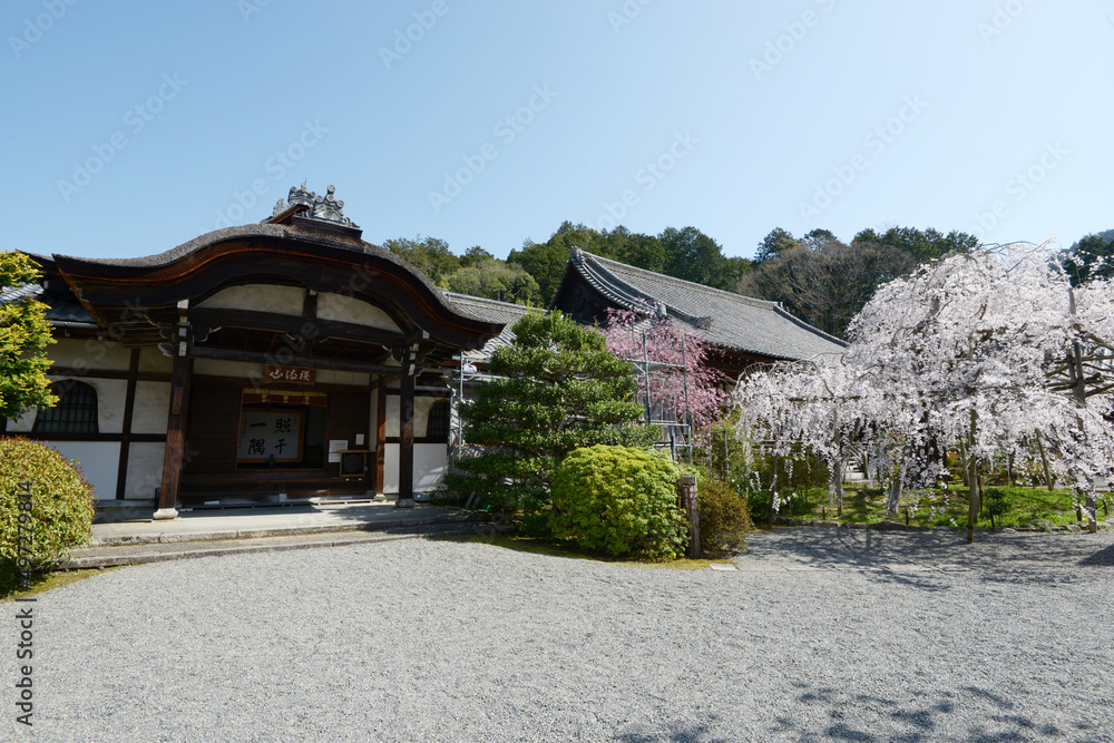 春の毘沙門堂 玄関・宸殿としだれ桜 京都市山科区 春の毘沙門堂 玄関・宸殿としだれ桜 京都市山科区