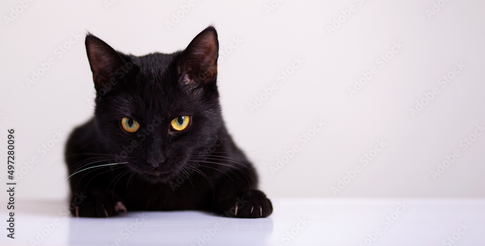 young black cat looks straight ahead, a strong look, on a light background with copy space young black cat looks straight ahead, a strong look, on a light background with copy space