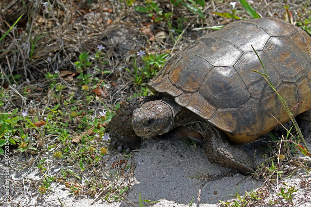A healthy gopher tortoise in the natural Florida scrub land. A healthy gopher tortoise in the natural Florida scrub land.