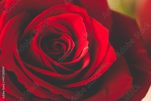 Selective focus of red rose with cinematic vintage color toning. Love, romance concept. Red rose wallpaper.