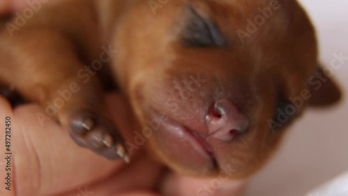 Wallpaper Mural A newborn puppy in the warm hands of the owner. a small, brown puppy in the palm of your hand. Pets. Torontodigital.ca