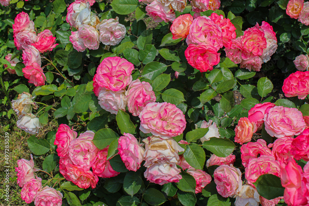 pink roses in the garden pink roses in the garden
