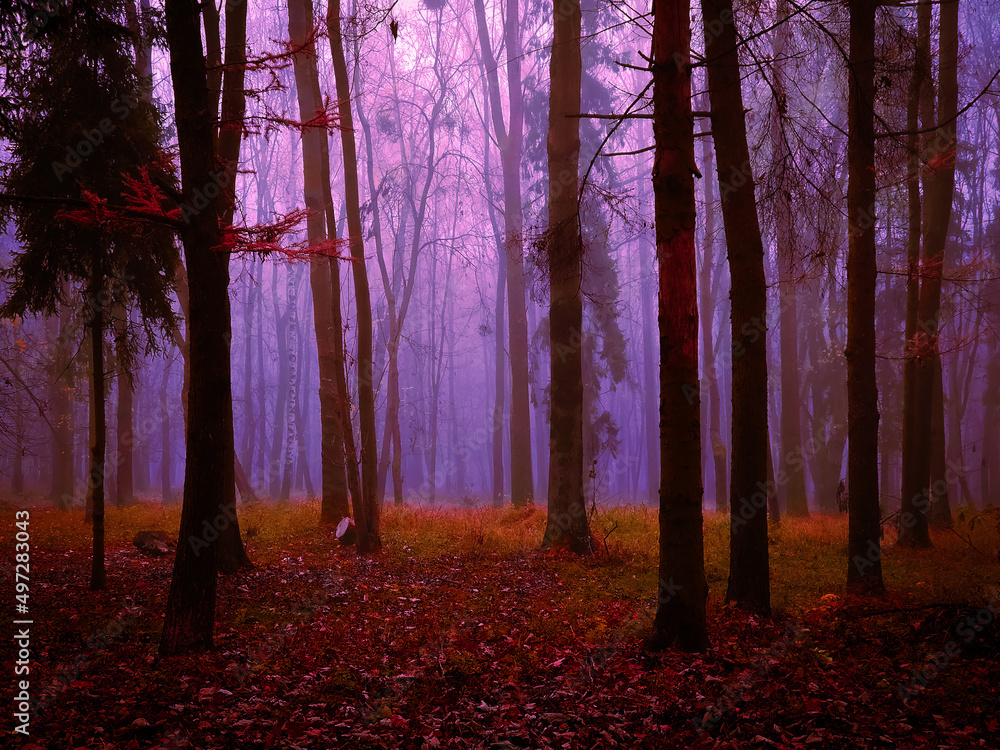 Strange magical forest in thick fog. Red atmospheric forest in the morning. Paranormal dark woods. Fall colors in the park. 