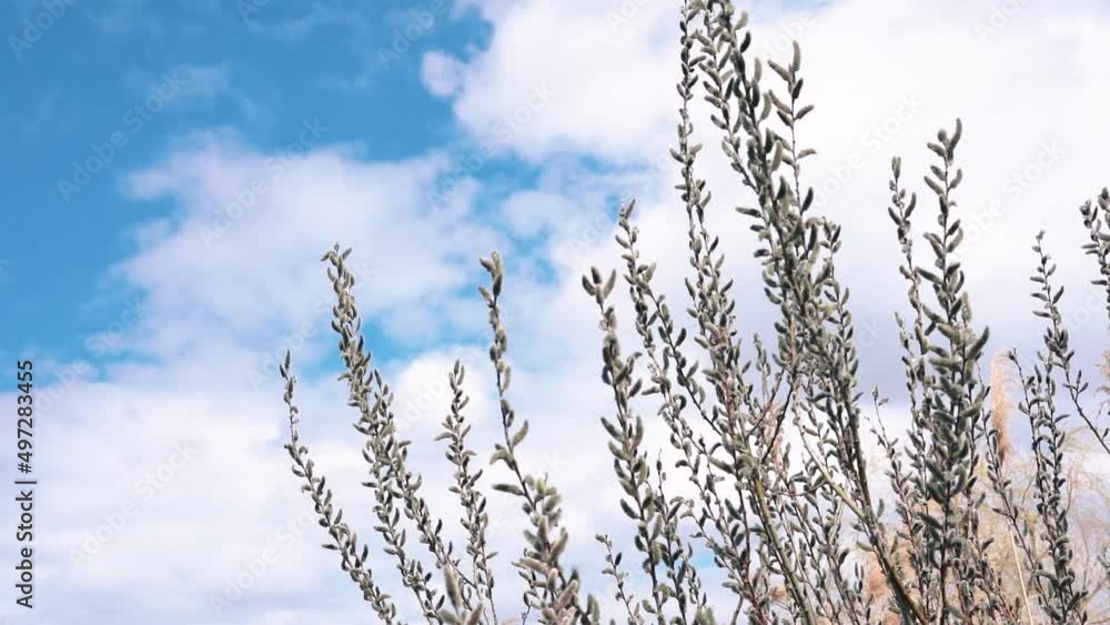 branches of a young willow in the wind, spring picture, blue sky, branches of a young willow in the wind, spring picture, blue sky,