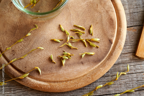 Preparation of a homemade herbal tincture from willow buds and bark photo