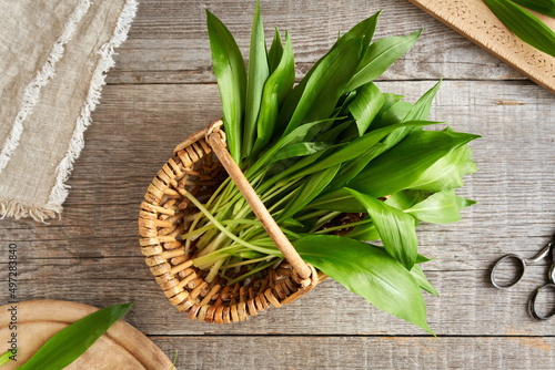 Tableau sur toile Fresh wild garlic or bear's garlic leaves in a wicker basket