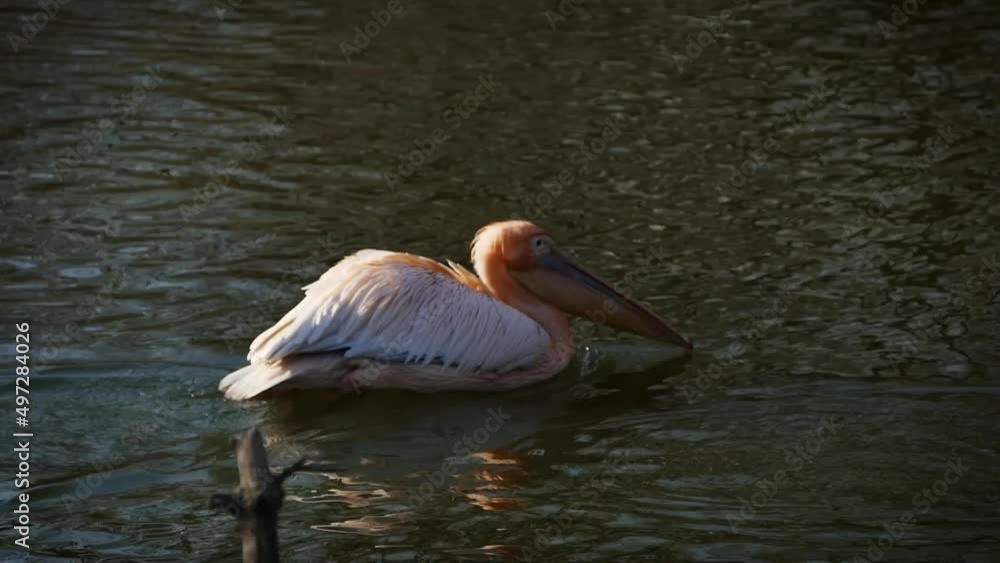 Great white pelican (Pelecanus onocrotalus) swimming and bathing, gulls and a cormorant in the foreground Great white pelican (Pelecanus onocrotalus) swimming and bathing, gulls and a cormorant in the foreground