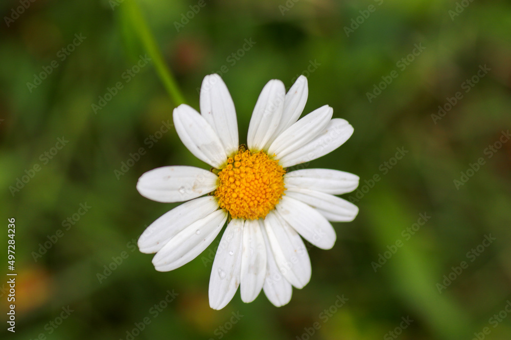 daisy in the grass