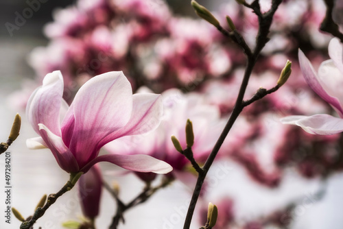 Close-up of a magnolia blossom against a blurred background in the Kurpark of Wiesbaden/Germany