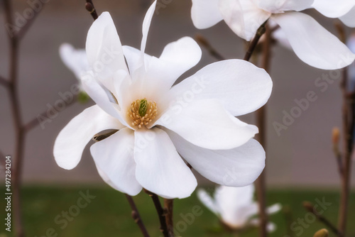 Close-up of a blooming white star magnolia against a blurred background in the Kurpark of Wiesbaden Germany