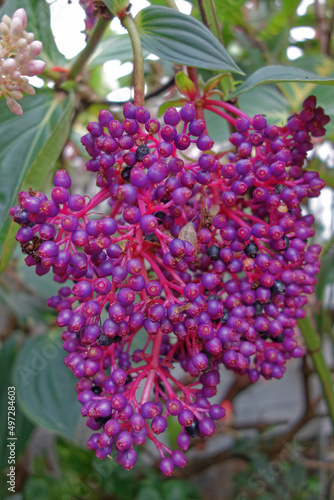 Fleurs de Sureau en grappes la R  union 