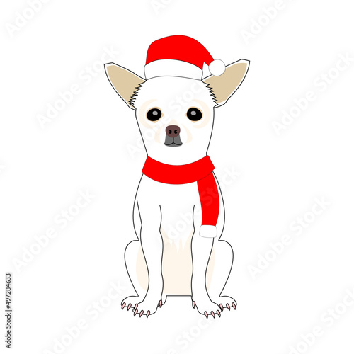 chihuahua in Santa clause hat and knit with white background © NEKOMURA