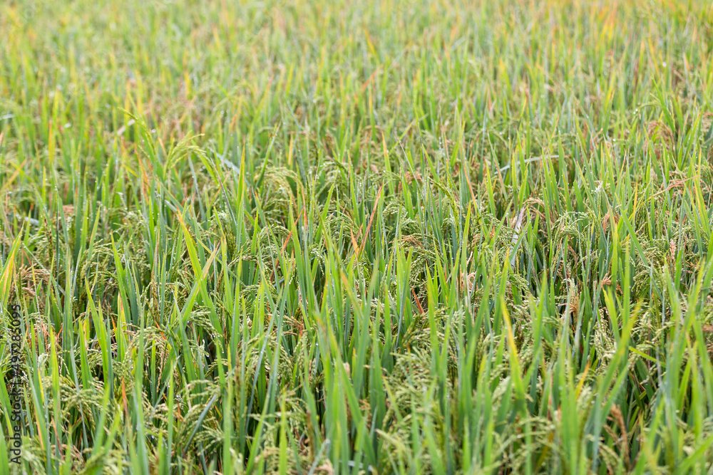 Green terraced rice fields in rainy season at Mu Cang Chai, Vietnam Green terraced rice fields in rainy season at Mu Cang Chai, Vietnam