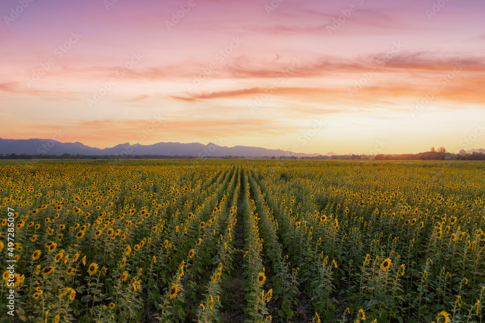 Beautiful sunflowers in spring field and the plant of sunflower is wideness plant in travel location, Khao Chin Lae Sunflower Field, Lopburi Province, Thailand