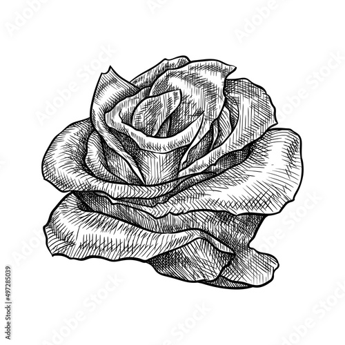 Pickled ginger, decoratively served. Isolated hand drawn vector illustration.