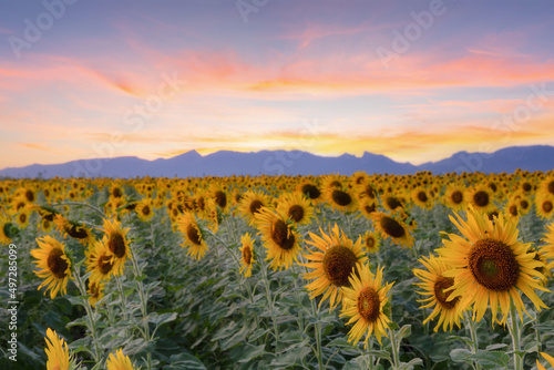 Beautiful sunflowers in spring field and the plant of sunflower is wideness plant in travel location, Khao Chin Lae Sunflower Field, Lopburi Province, Thailand