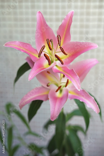 Beautiful blooming pink lily flower with pollens growing up indoors in spring
