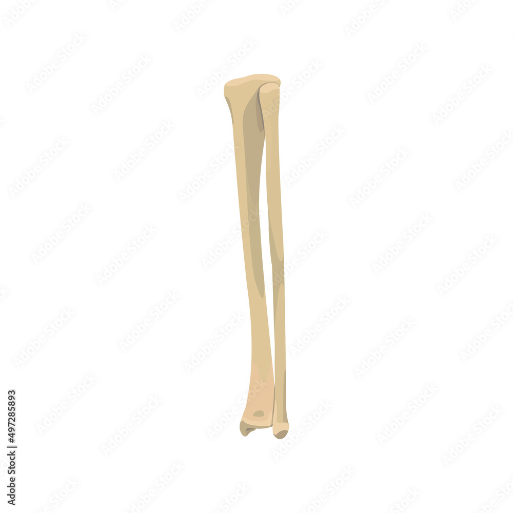 Tibia and Fibula Bone Vector flat design graphic 2d HD Tibia and Fibula Bone Vector flat design graphic 2d HD