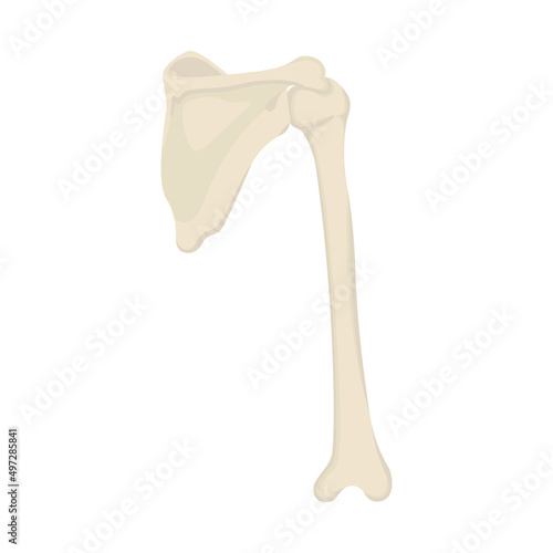 shoulder blade Bone Vector flat design graphic 2d HD