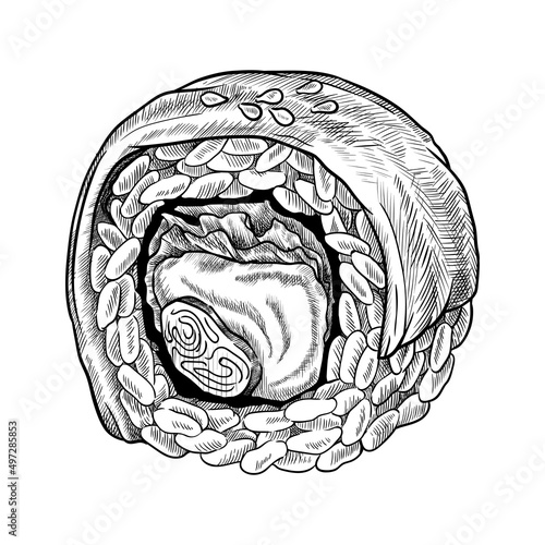 Sushi roll with daikon, cream cheese, crab. Isolated hand drawn vector illustration.