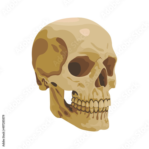 Skull Bone Vector flat design graphic 2d HD