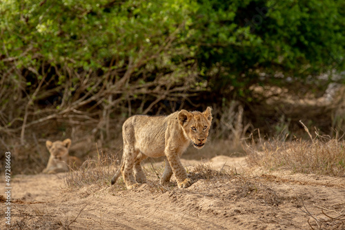 Lion cub walking in the sand in Kruger.