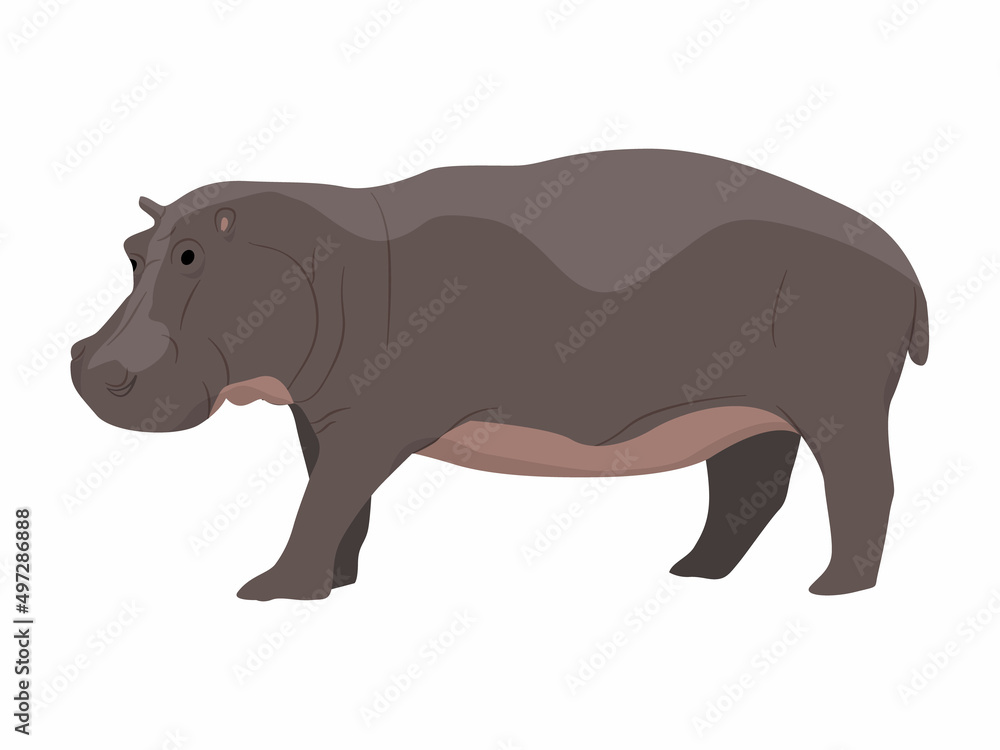 Obraz premium Hippopotamus. African wild animal. Realistic vector