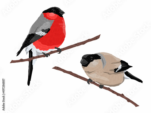 Male and female bullfinch. Wild birds of Europe and Asia. Realistic vector bird