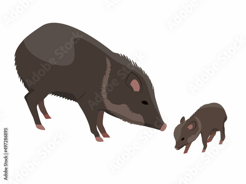 Peccary and her cub. Javelina or skunk pig. Wild animals of South America. Realistic vector photo