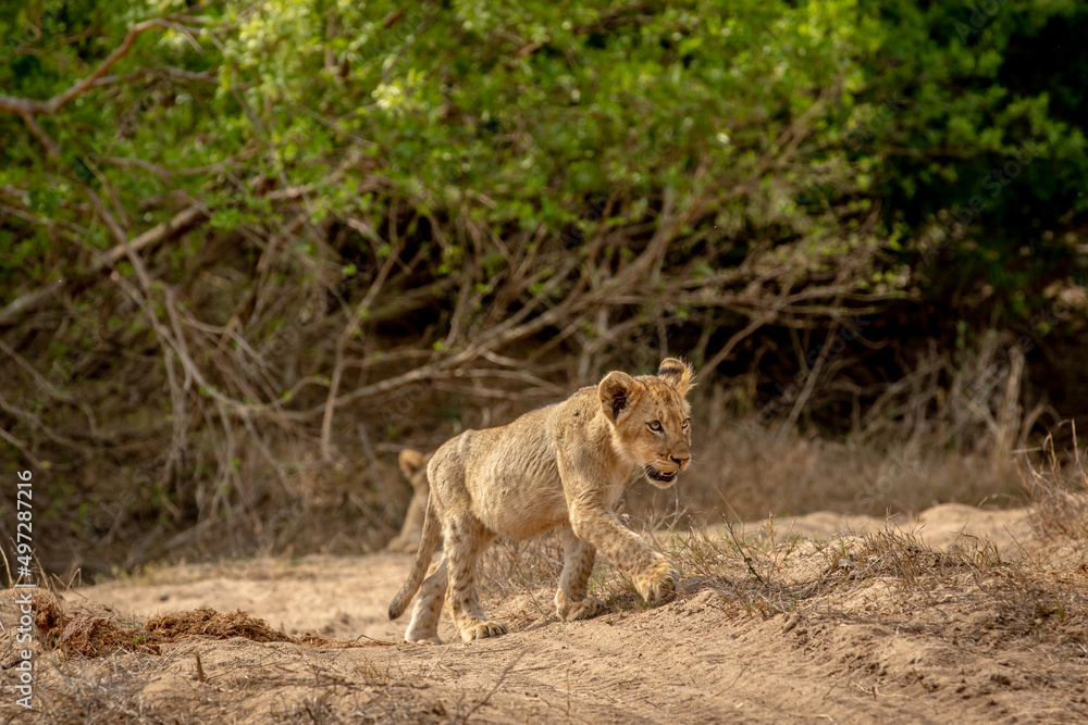 Lion cub walking in the sand in Kruger. Lion cub walking in the sand in Kruger.