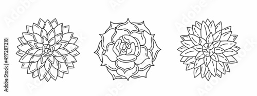 Vector black and white illustration with growing succulents. View from above. Collection of house plants. Trendy tropical design for textile, fabric, packaging, backdrops, wallpaper.