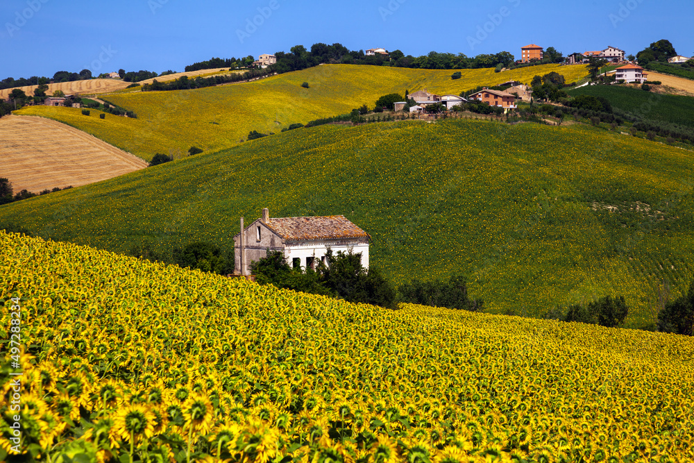 A Field of Sunflowers on a Sunny day in Marche Italy